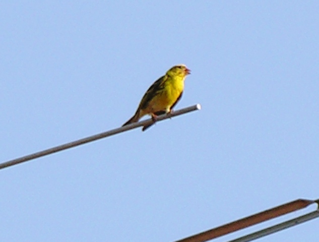 Verzellino - Serinus serinus